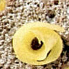 Recept: Bloemcakejes