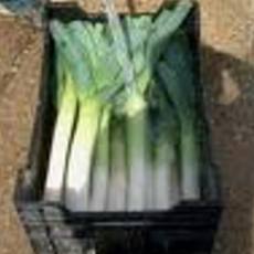 Recept: Selderijsalade met prei