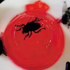 Recept: Gruwelpudding met torren, spinnen of kevers