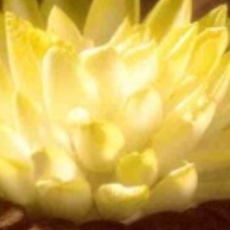 Recept: Reuzenbloem van witlof en roquefortmousse Recept: Reuzenbloem van witlof en roquefortmousse