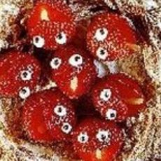 Recept: Vogelnestjestaart Recept: Vogelnestjestaart