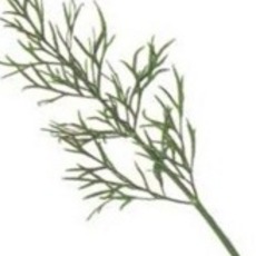Recept: Kwark-dilledressing