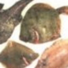 Recept: Hele Vis in Zoutkorst Recept: Hele Vis in Zoutkorst