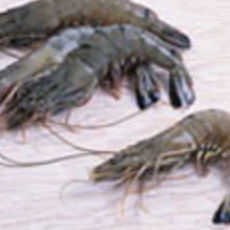 Recept: BlackTiger gamba�s en eekhoorntjesbrood