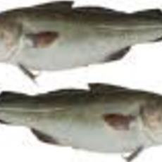 Recept: Kabeljauw in gembersaus