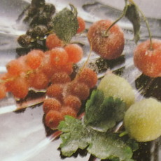 Recept: Garneer-ideeën (zelf maken) Recept: Garneer-ideeën (zelf maken)