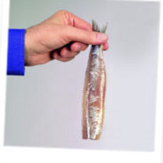 Recept: Haring weetjes