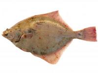Pladijs
