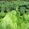 Groenlof