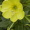 Teunisbloem