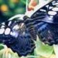 m.tummers