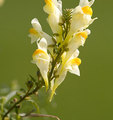 a.hoftijzer