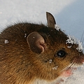 veldmuis8