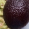 Koud